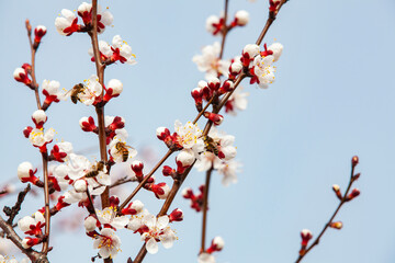 Bees pollinate a flowering apricot branch. Beekeeping and fruit growing problems. Close-up, copy space.
