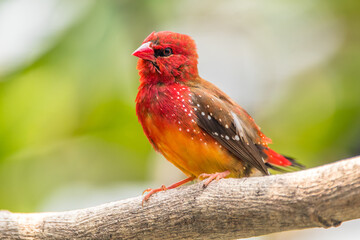 The red avadavat, red munia or strawberry finch, is a sparrow-sized bird of the family Estrildidae. It is found in the open fields and grasslands of tropical Asia and is popular as a cage bird