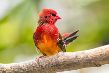 The red avadavat, red munia or strawberry finch, is a sparrow-sized bird of the family Estrildidae. It is found in the open fields and grasslands of tropical Asia and is popular as a cage bird