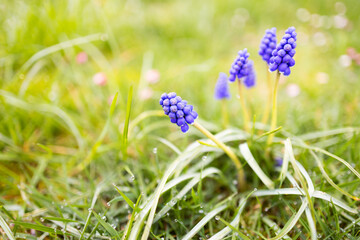 Grape hyacinth flowers - spring backround
