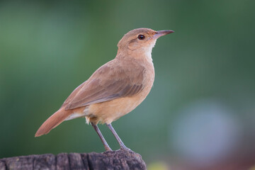 Brazilian Savannah Bird
The birds of Brazil are very beautiful and have many colors.