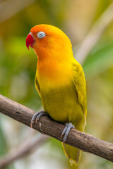 A lovebird (Agapornis) is a type of parrot. There are nine species. They are a social and affectionate small parrot.