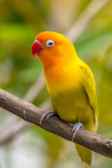 A lovebird (Agapornis) is a type of parrot. There are nine species. They are a social and affectionate small parrot.