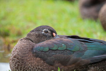 Brazilian Savannah Bird
The birds of Brazil are very beautiful and have many colors.