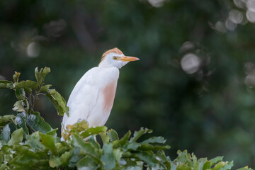 Brazilian Savannah Bird
The birds of Brazil are very beautiful and have many colors.