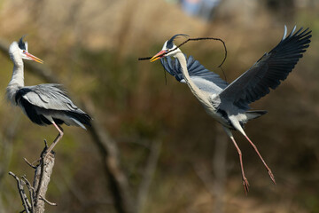 大きく曲がった枝を巣に持ち帰るアオサギ
