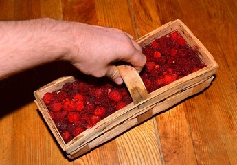 The man holds a basket of sweet raspberries in his hand