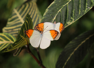 Großer Aurorafalter - Great Orange Tip