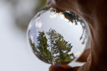 Lens ball photography - trees in a Canadian forest.