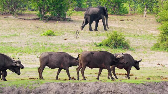 Slow motion footage of an African elephant and a herd of Cape buffaloes moving in same frame. Chobe National Park, Botswana, South Africa. 