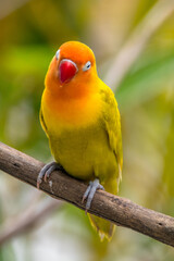 A lovebird (Agapornis) is a type of parrot. There are nine species. They are a social and affectionate small parrot.