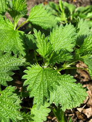 Young green leaves of nettles grow in the rays of sunlight