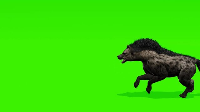 Seamless loop: Agile hyena bounding gracefully against a chroma key green backdrop, perfect for seamless integration into your projects.