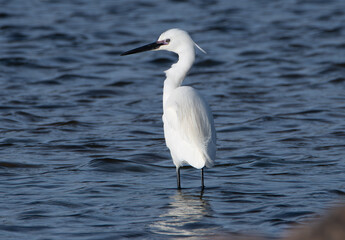 Jolie aigrette Garzette en Bretagne - France