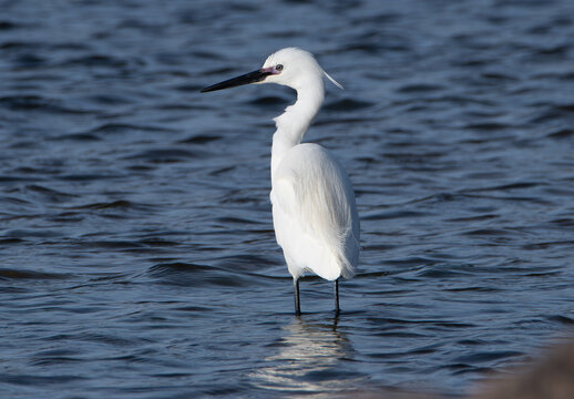 Jolie aigrette Garzette en Bretagne - France