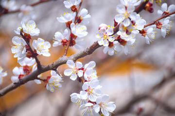 Beautiful floral spring abstract background of nature. Branches of blossoming apricot macro with soft focus on gentle light blue sky background. For easter and spring greeting cards with copy