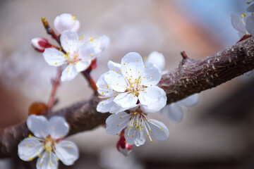 Beautiful floral spring abstract background of nature. Branches of blossoming apricot macro with soft focus on gentle light blue sky background. For easter and spring greeting cards with copy