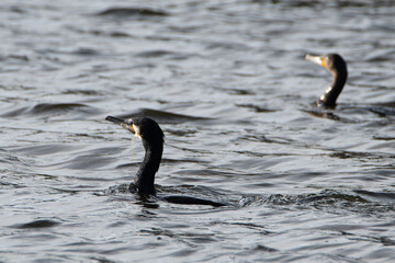 Cormoran qui nage dans la mer en Bretagne-France