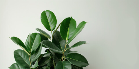 ficus elastica plant on white background with space for text (1)