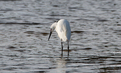 Jolie aigrette Garzette en Bretagne - France
