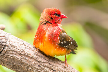 The red avadavat, red munia or strawberry finch, is a sparrow-sized bird of the family Estrildidae....