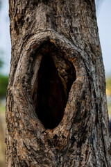 Big hole in the trunk of an old tree