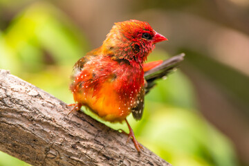 The red avadavat, red munia or strawberry finch, is a sparrow-sized bird of the family Estrildidae....