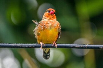 The red avadavat, red munia or strawberry finch, is a sparrow-sized bird of the family Estrildidae....