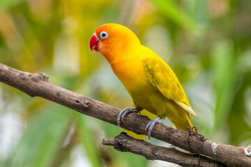 A lovebird (Agapornis) is a type of parrot. There are nine species. They are a social and affectionate small parrot.