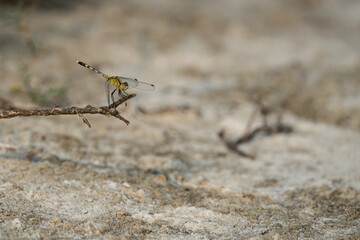 Dragonfly resting on a stem