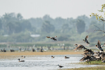 flock of Ducks flying in morning
