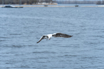 Rivergull soars high in the blue sky. Seagull fly wings spread wide on the wind. Birdlife in wild nature in river. Freedom concept.