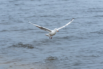 Rivergull soars high in the blue sky. Seagull fly wings spread wide on the wind. Birdlife in wild nature in river. Freedom concept.