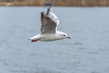 Rivergull soars high in the blue sky. Seagull fly wings spread wide on the wind. Birdlife in wild nature in river. Freedom concept.