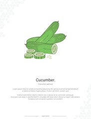 Cucumber - Cucumis sativus illustration wall decor ideas