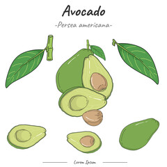Frutipedia Avocado illustration vector