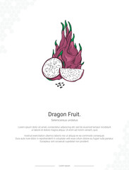 Dragon fruit - Selenicereus undatus illustration wall decor ideas