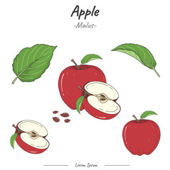Frutipedia Apple illustration vector