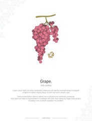 Grape - Vitis vinifera illustration wall decor ideas