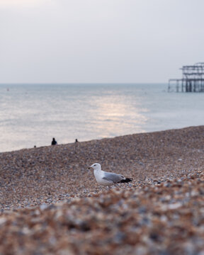 Photo of a seagull and the burnt down West Pier during sunset from the sea front on the cobbled beach on a cold and windy afternoon with cloudy sky. 
