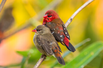 The red avadavat, red munia or strawberry finch, is a sparrow-sized bird of the family Estrildidae. It is found in the open fields and grasslands of tropical Asia and is popular as a cage bird due to 