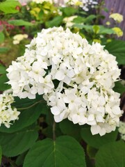 white flowers of a lilac