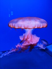 Fototapeta na wymiar jellyfish in aquarium