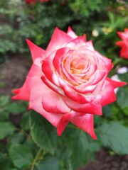 pink rose in garden