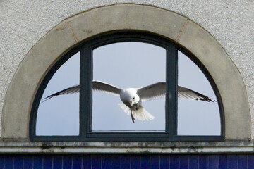 Reflection of a seagull in the window. Species of  breeding gulls  the Herring Gull, the Lesser Black-backed Gull, the Great Black-backed Gull, the Black-headed Gull, the Common Gull and the Kittiwake