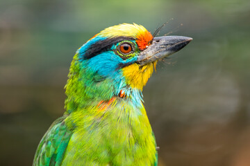 The red-throated barbet (Psilopogon mystacophanos) is a species of bird in the family Megalaimidae