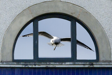 Reflection of a seagull in the window. Species of  breeding gulls  the Herring Gull, the Lesser Black-backed Gull, the Great Black-backed Gull, the Black-headed Gull, the Common Gull and the Kittiwake