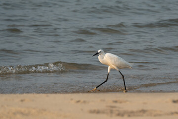 beautiful view of great egret