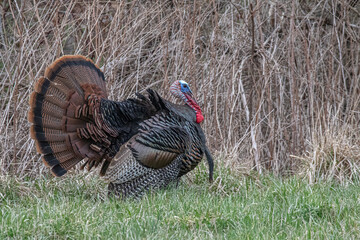 Eastern Wild Turkeys