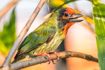 The coppersmith barbet (Psilopogon haemacephalus), also called crimson-breasted barbet and coppersmith